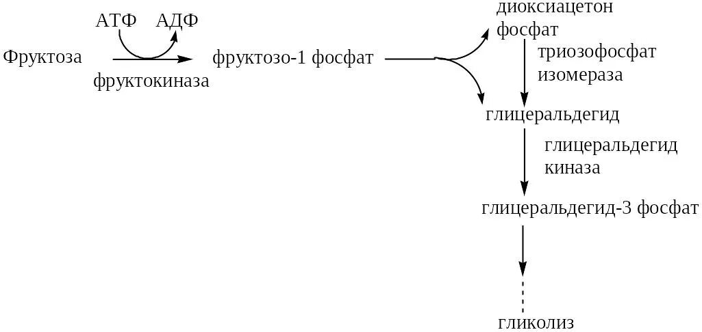 Печень атф. Гликолиз фруктозы биохимия. Обмен фруктозы биохимия схема. Схема гликолиза фруктозы. Метаболизм фруктозы биохимия.