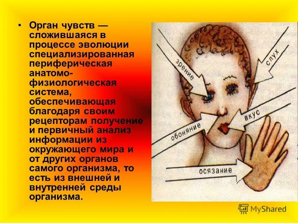 изменение органов чувств. строение органов чувств. органы обоняния и вкуса человека. изменение органов чувств. ощущения органы чувств.