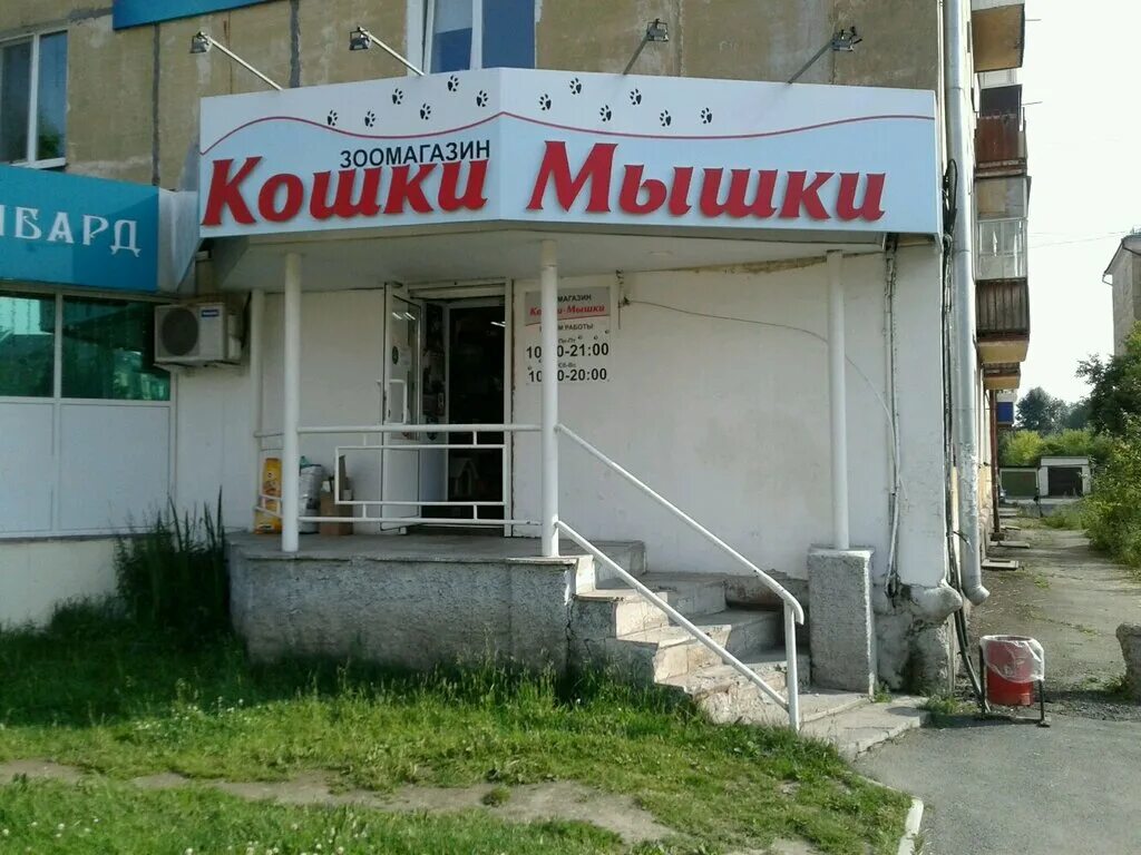 кошки нижний тагил. кошки нижний тагил. зари 52 нижний тагил. найденные кошки в туле. пятнистую кошку вот эту.