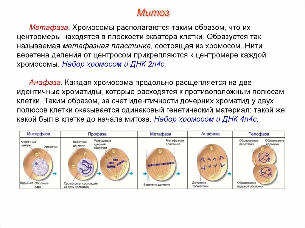 Начало митоза сколько хромосом. Фаза деления клетки 4n4c. Профаза митоза характеристика набор хромосом. Набор хромосом в интерфазе митоза. Метафаза 2 мейоза хромосомный набор.