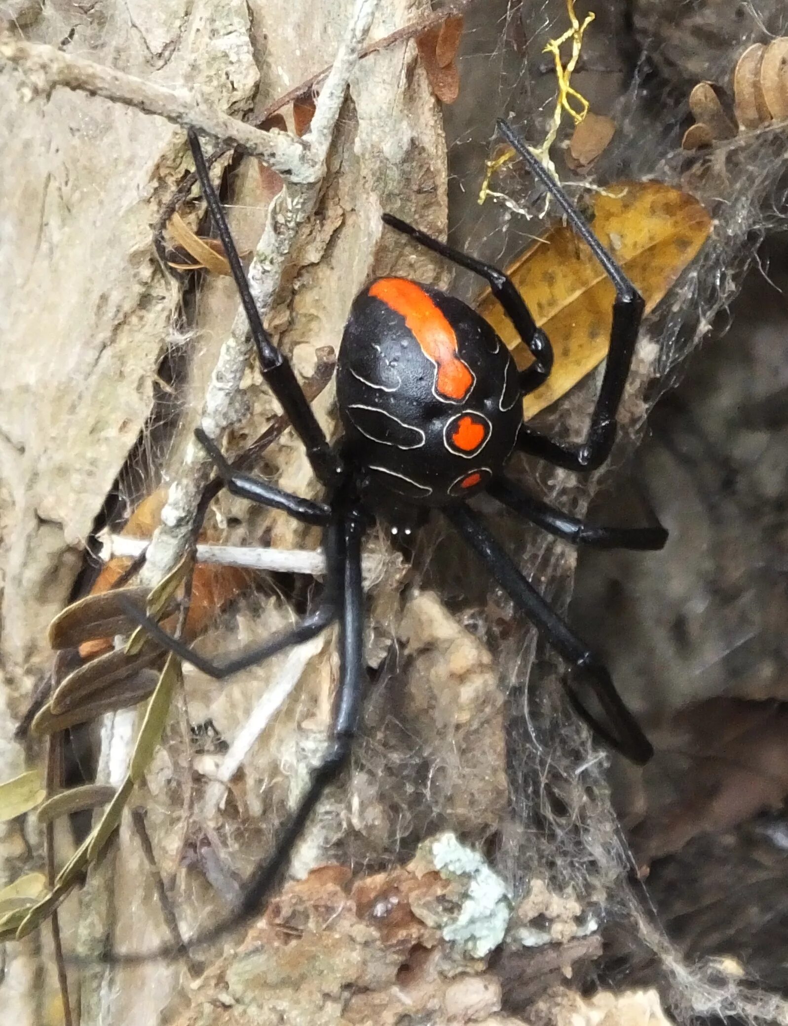 Nyf spiders
