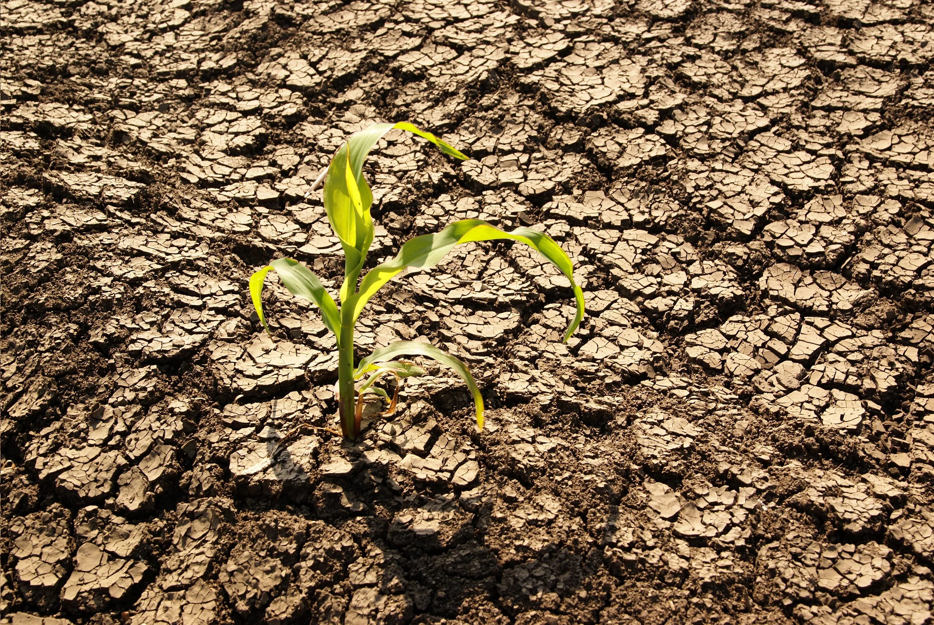 Росток из земли. Влага в почве. Экология почвы. Земля для растений. Plant картинки