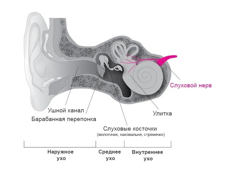 Слуховые стимулы. Кондуктивная потеря слуха причины. Кондуктивная тугоухость симптомы. Кондуктивная тугоухость строение уха. Слуховой нерв строение невринома.