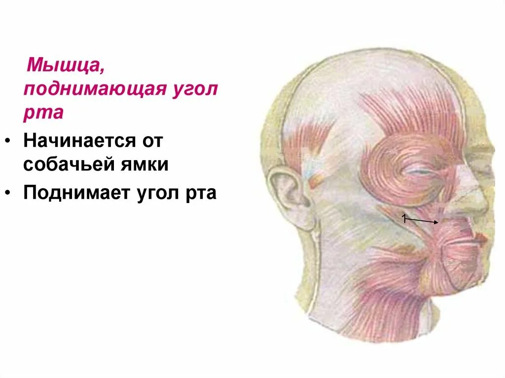 Поднимающая угол рта. Мышцы головы. Мышцы подниающая угол рта. Мышцы головы мышца поднимающая угол рта. Мышцы головы презентация.