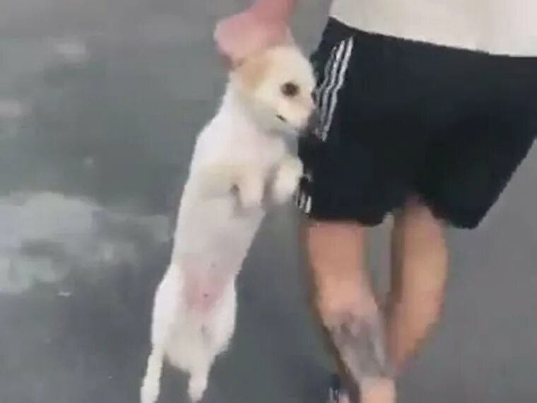 Девочка издевается над щенком. Девушка убивает животных. Девочка издевается над щенком. Девочка издевается над щенком. Издевательства над щенками.