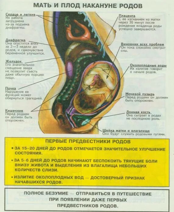 40 недель шейка не готова. Признаки начала родов. Признаки перед родами. Признаки скорых родов. Предвестники перед родами.