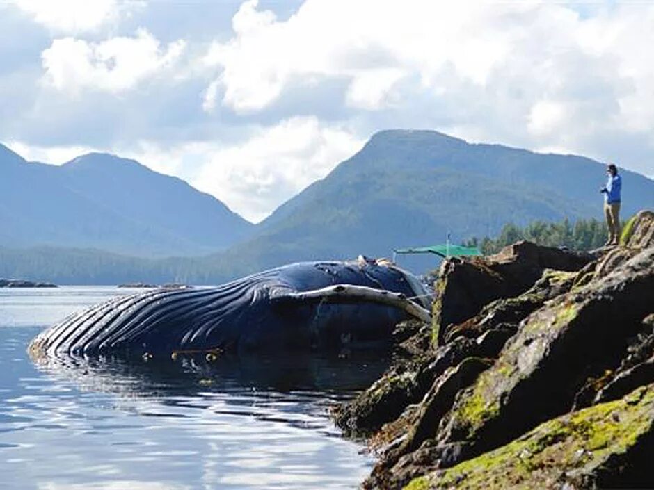 Аляска киты в Джуно. Горбатый кит. Финвал город призрак. Норвегия киты. Аляска кит