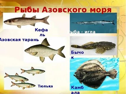 Азовское море рыба