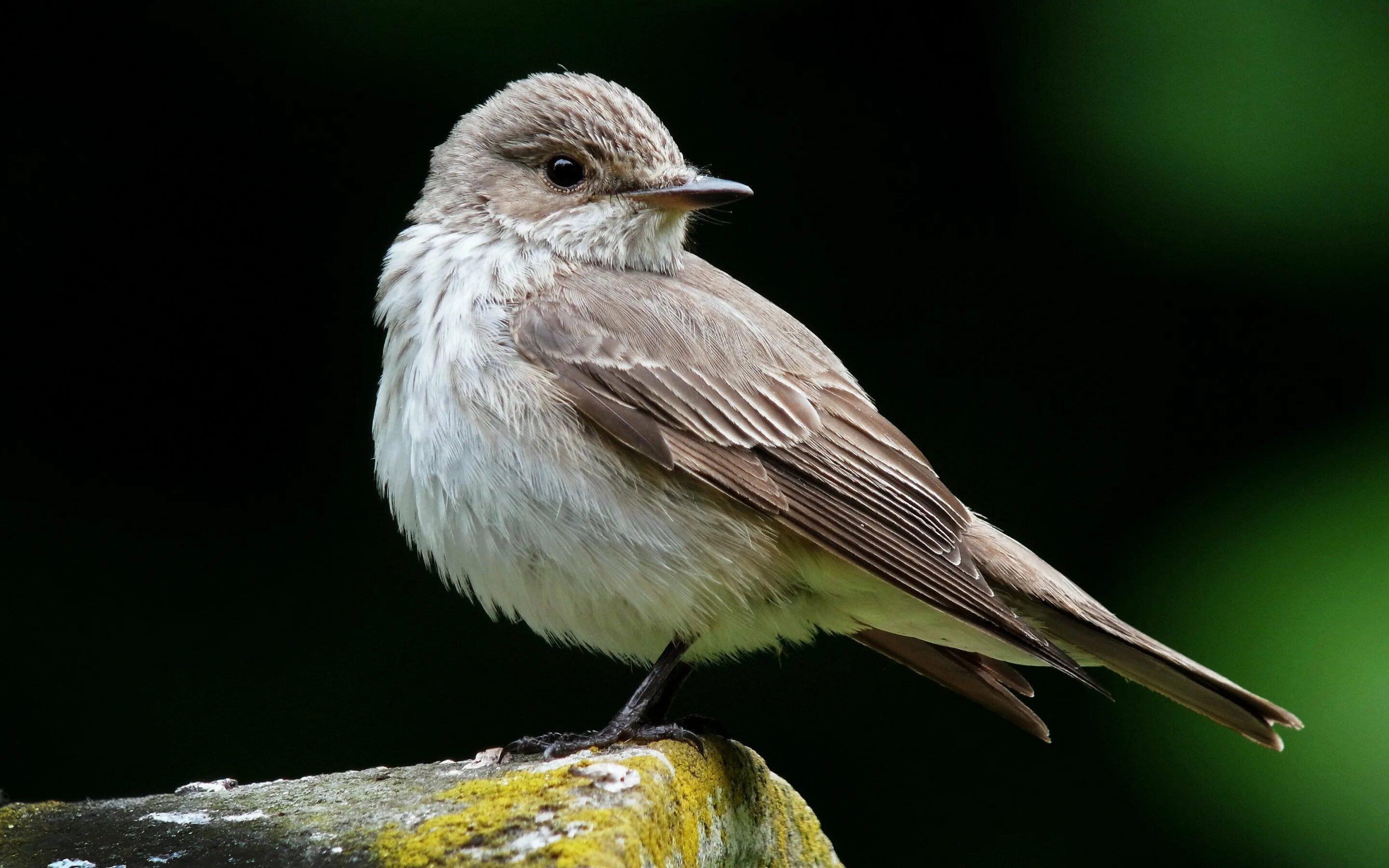 Мухоловка серая птичка. Мухоловка серая – Muscicapa striata (Pallas, 1764). Маленькая серенькая птичка мухоловка. Мухолов Тонконос птица.