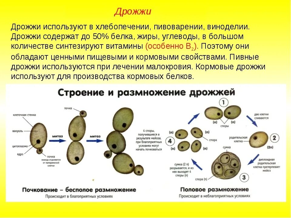 Строение клеток грибов дрожжей. Строение грибной клетки дрожжи. Строение и размножение дрожжей микробиология. Дрожжи грибы строение,способ размножения.