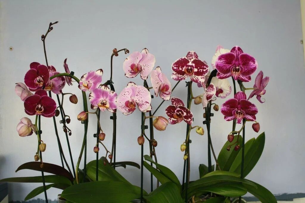 Орхидея фаленопсис. Орхидея Phalaenopsis. Фаленопсис Sangria. Фаленопсис Отелло.