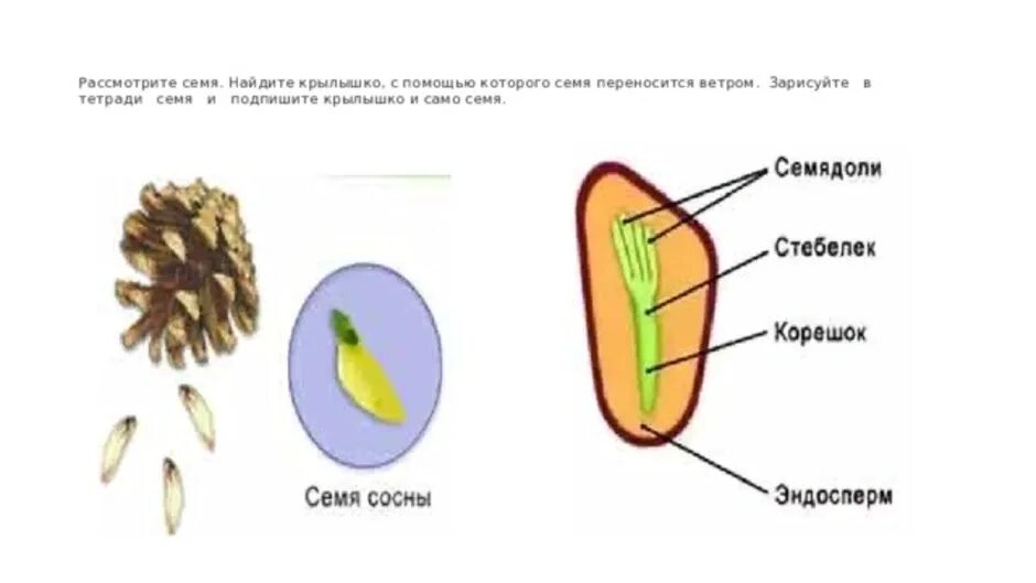 Рассмотрите рисунок семени какая структура. Семена голосеменных строение. Семя шишки сосны строение. Строение семени голосеменных. Строение семян голосеменных растений сосны.