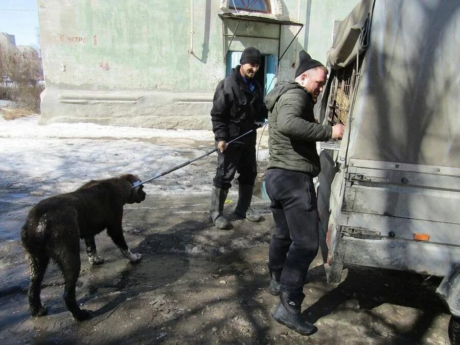 Телефон службы отлова собак. СПЕЦСЕРВИС Сызрань отлов собак. Отлов бродячих животных.