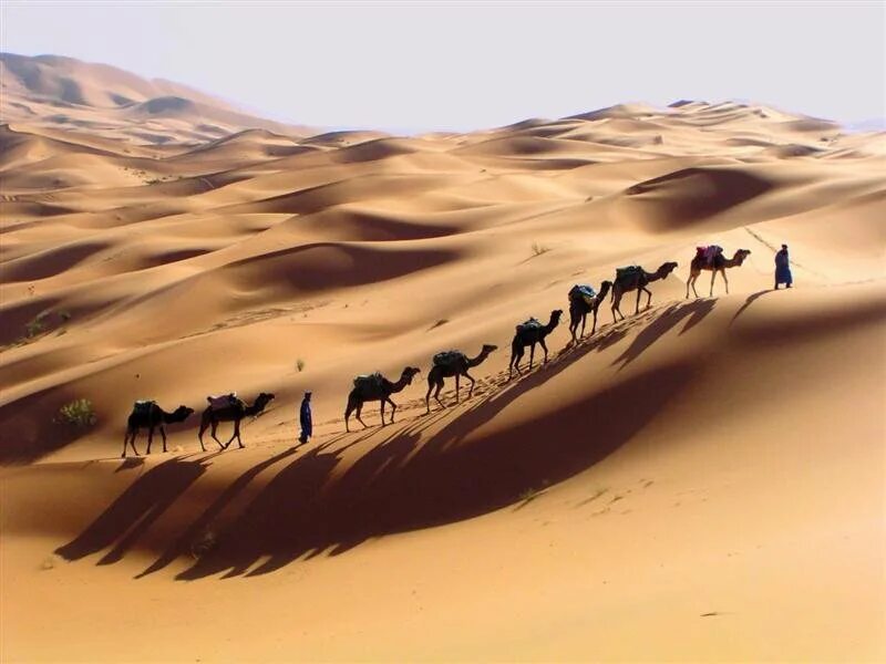 Караван картинка. Пустыня Намиб Верблюды. Караван на бархане. Дюны Барханы Караван. Туркменистан Верблюды Караван.