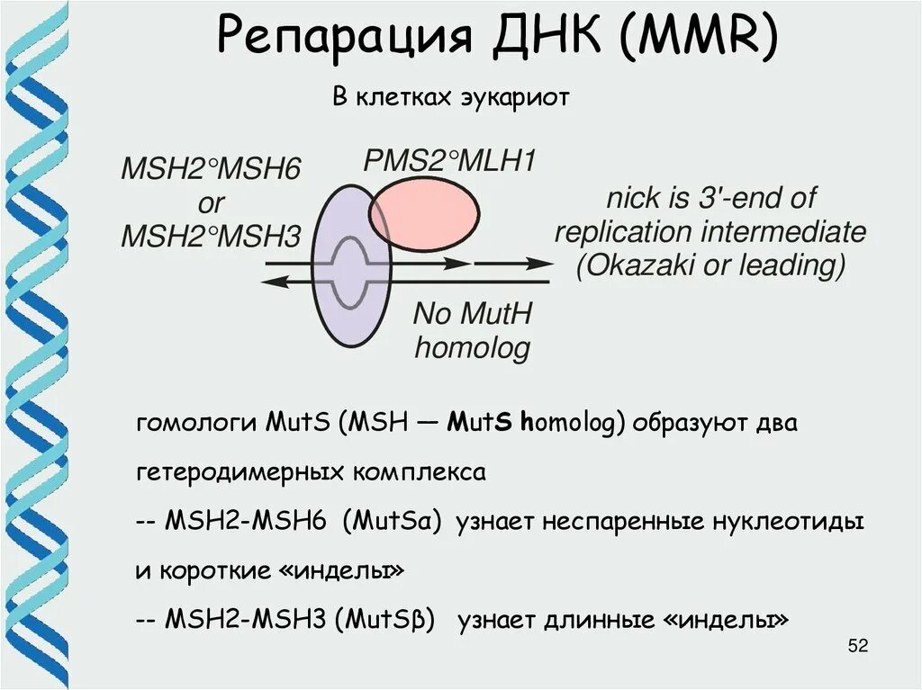 Репарация клеток. Репарация ДНК. MMR репарация ДНК.