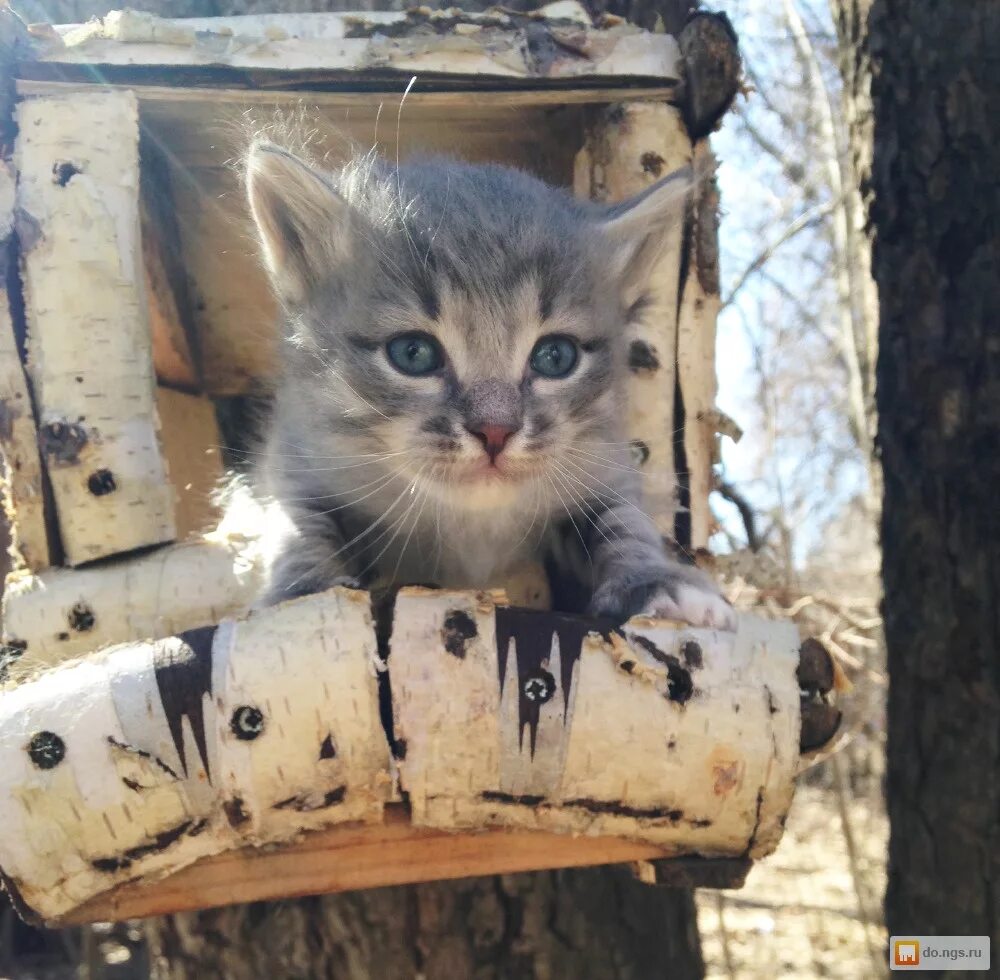 Котята в Нижнем Новгороде.