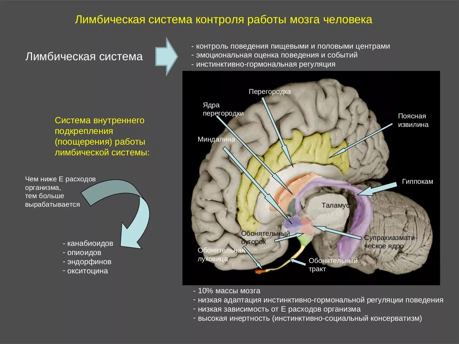 Головной мозг из трех отделов реберное дыхание. Лимбическая система в мозге человека. Лимбическая система головного мозга строение.