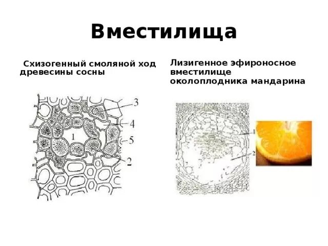 Схизогенные и лизигенные вместилища. Вместилища выделений растений. Выделительные ткани вместилища. Вместилища выделений строение
