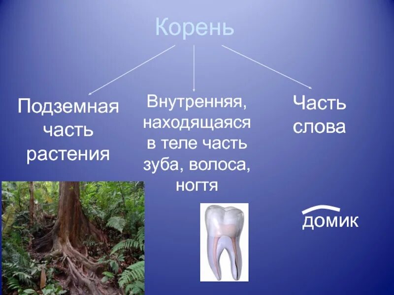 Корень в слове пьете. Корень подземная часть растения. Корень многозначное слово. Значение слова корень. Многозначность слова корень.