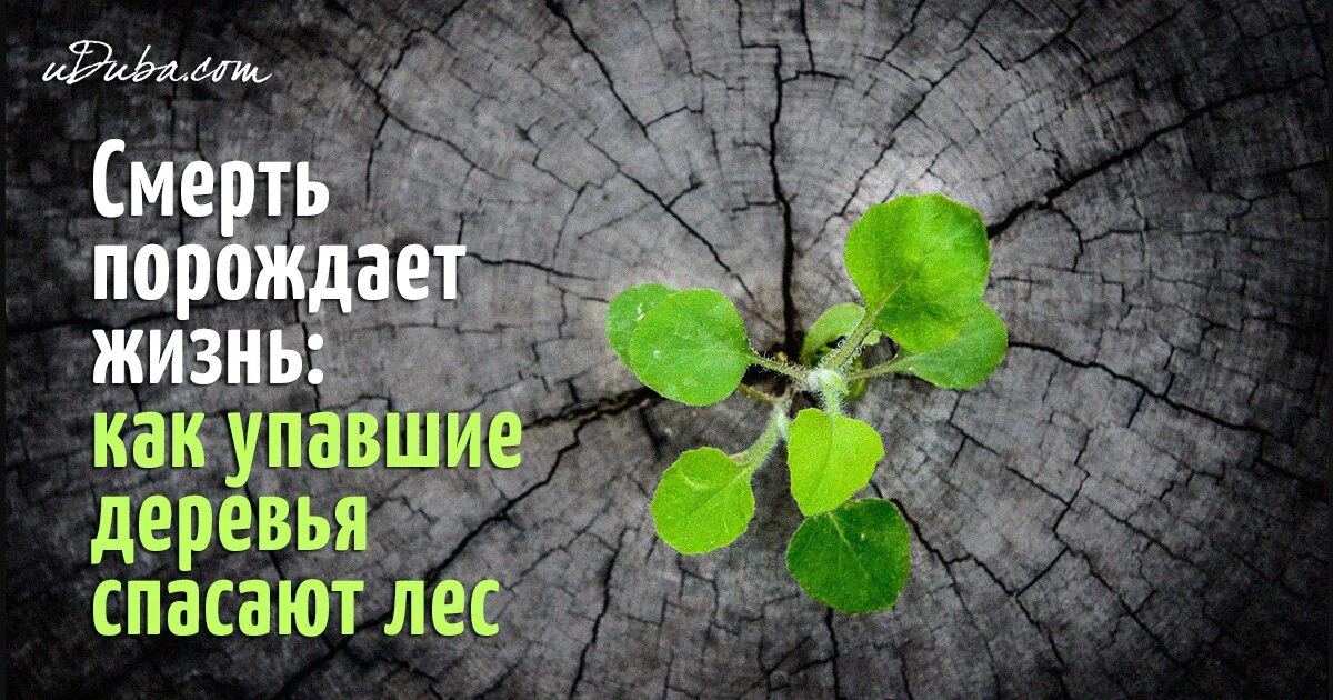 Жизнь рождает жизнь. Смерть порождает жизнь. породить жизнь что это. работа порождает жизнь. жизнь порождает смерть но смерть не рождает жизнь.