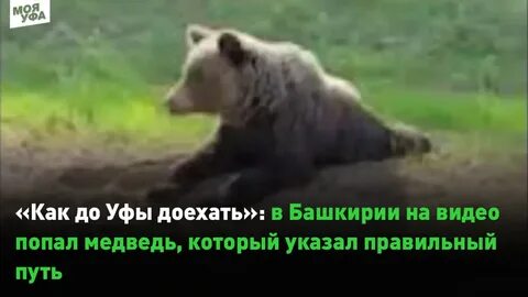 Указывать медведю