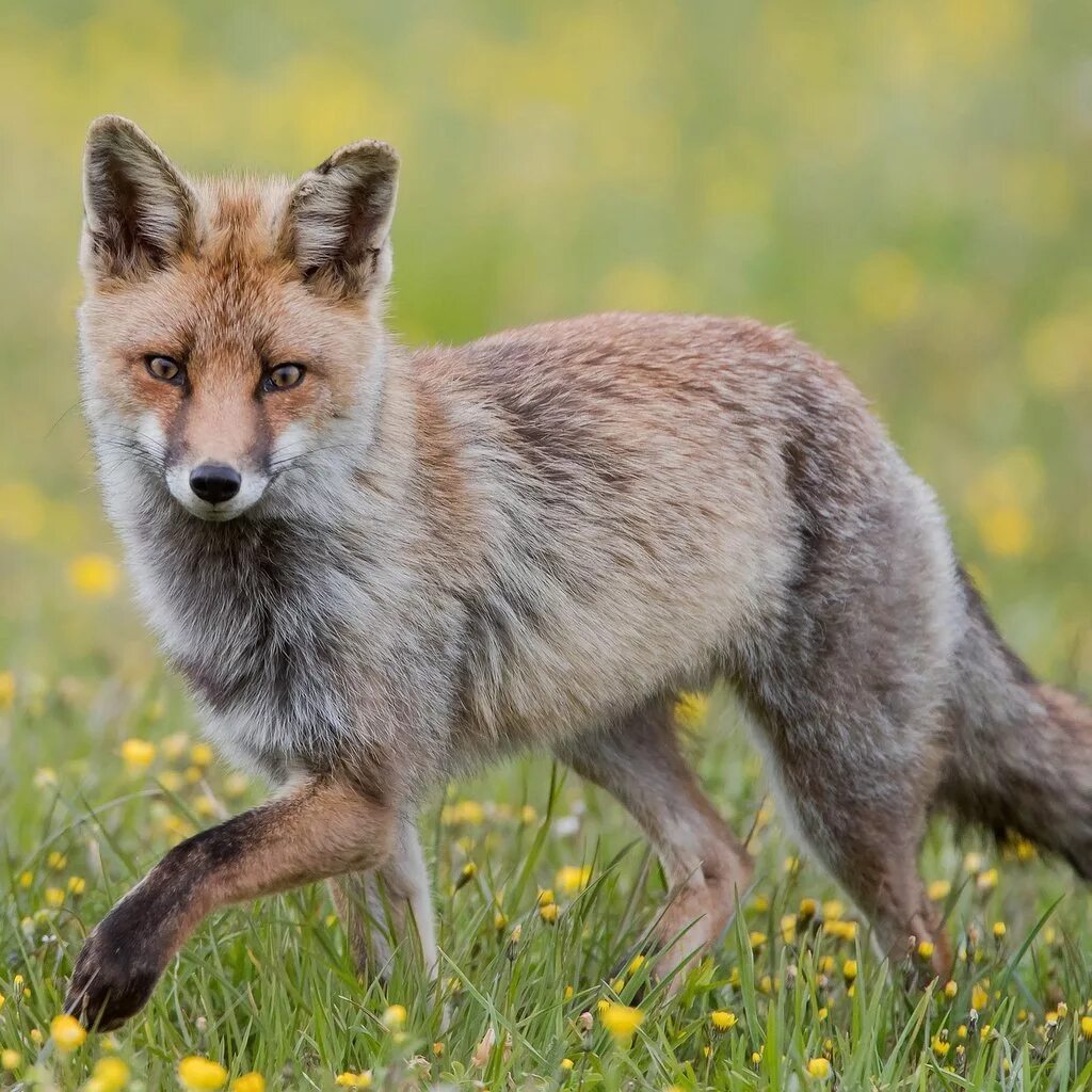 Лиса с лисятами. Rus foxes. Огнёвка вятская лиса. Rus foxes. Окраски лисиц.