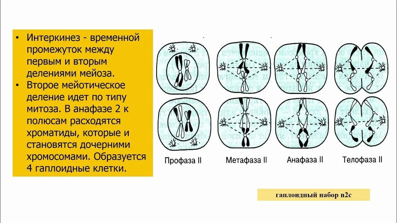 Результатом мейоза является. Фазы мейоза. Первое и второе деление мейоза. Стадии митоза. Фазы митоза.