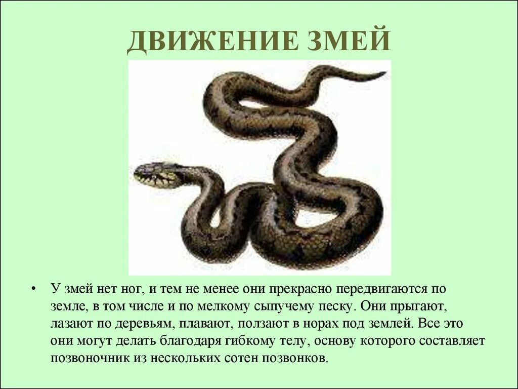 Движение змейкой. Виды передвижения змеи. Движение змей. Органы передвижения змей. Способы передвижения змей.