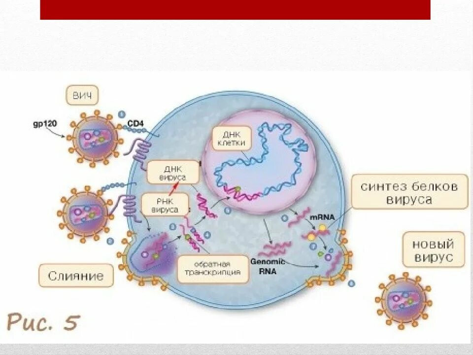 Цикл развития вируса ВИЧ. Строение вируса ВИЧ И жизненный цикл. Жизненный цикл вируса ВИЧ. Схема вируса ВИЧ.