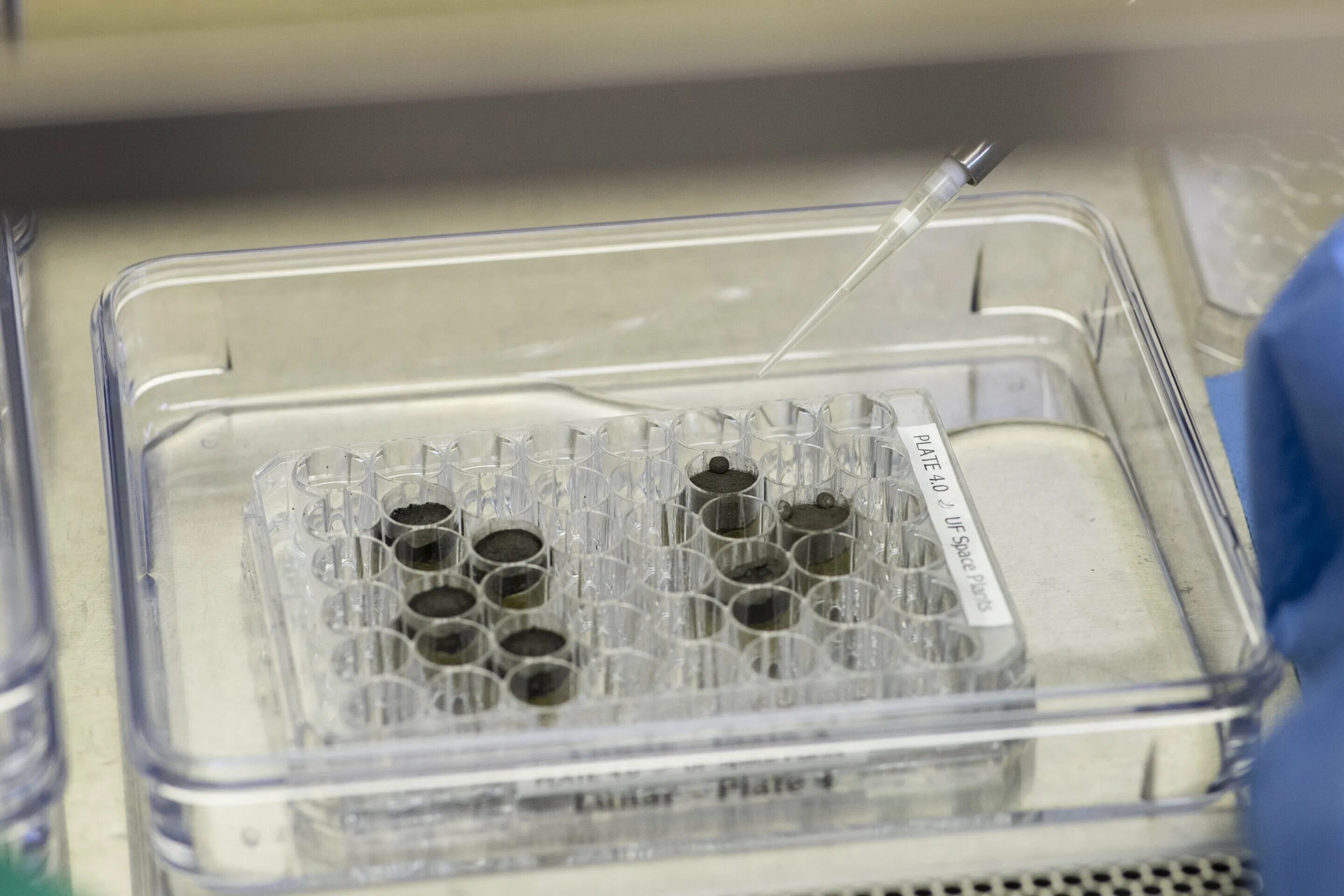 Growing science. Растения, выращенные на лунном грунте. Ученые вырастили растения в лунном грунте. Выращивание растений в лунном грунте. Ученые начнут выращивать растения на Луне.