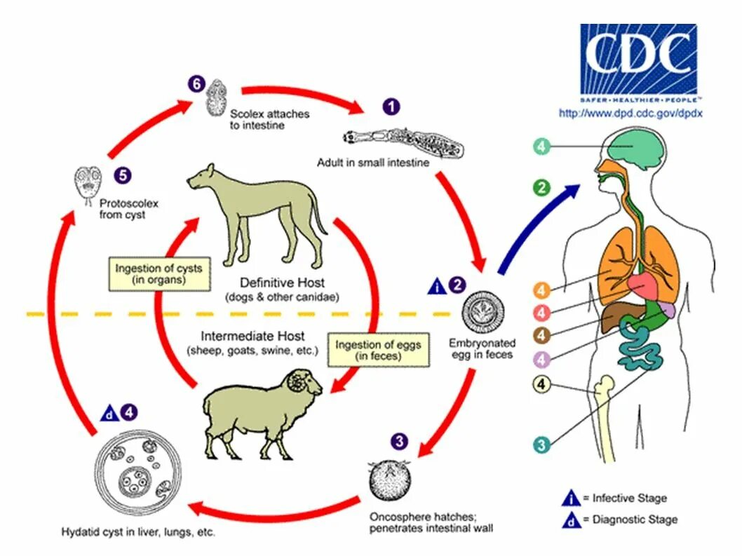 Можно ли считать человека промежуточным хозяином эхинококка. Цикл развития эхинококка. Эхинококк жизненный цикл промежуточный хозяин. Эхинококкоз жизненный цикл. Развитие эхинококка схема.
