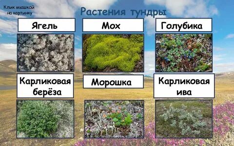 Растения тундры 5 класс биология