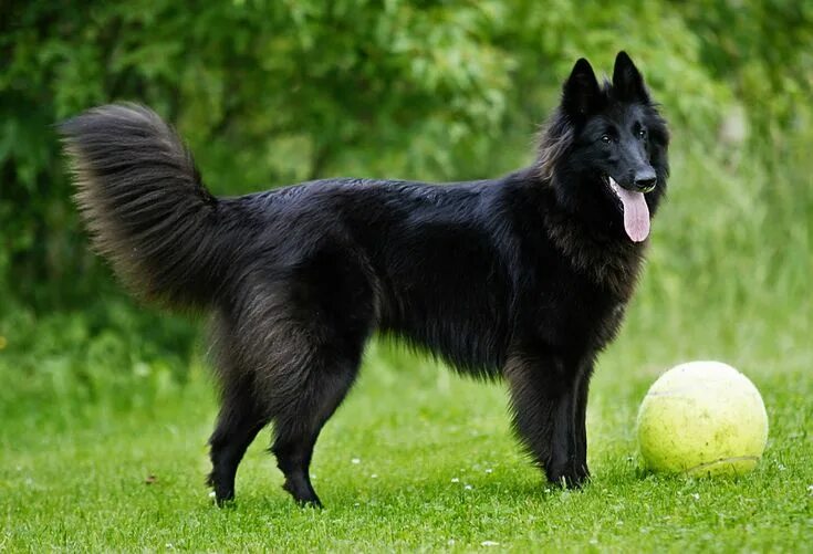 Pin by Barbara Rathmanner on Black Gsd Dogs Belgian shepherd, Belgian sheepdog, 