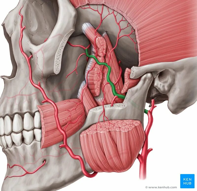 A maxillaris. Верхнечелюстная артерия 3д. Артерия максилярис. Nervus alveolaris Superior.