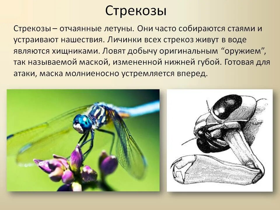 Сколько ног у стрекозы ответ 3 класс