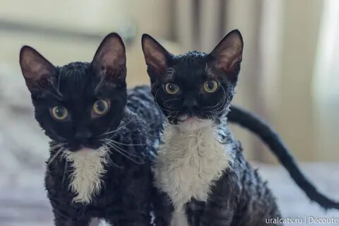 Уральский рекс