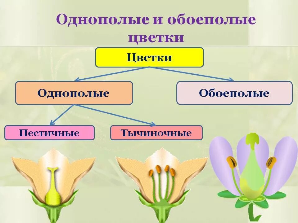 Однополые и обоеполые цветки. Однополые и обоеполые цветки однодомные и двудомные. Обоеполые и раздельнополые цветки однодомные и двудомные растения. Двудомное; цветки обоеполые.