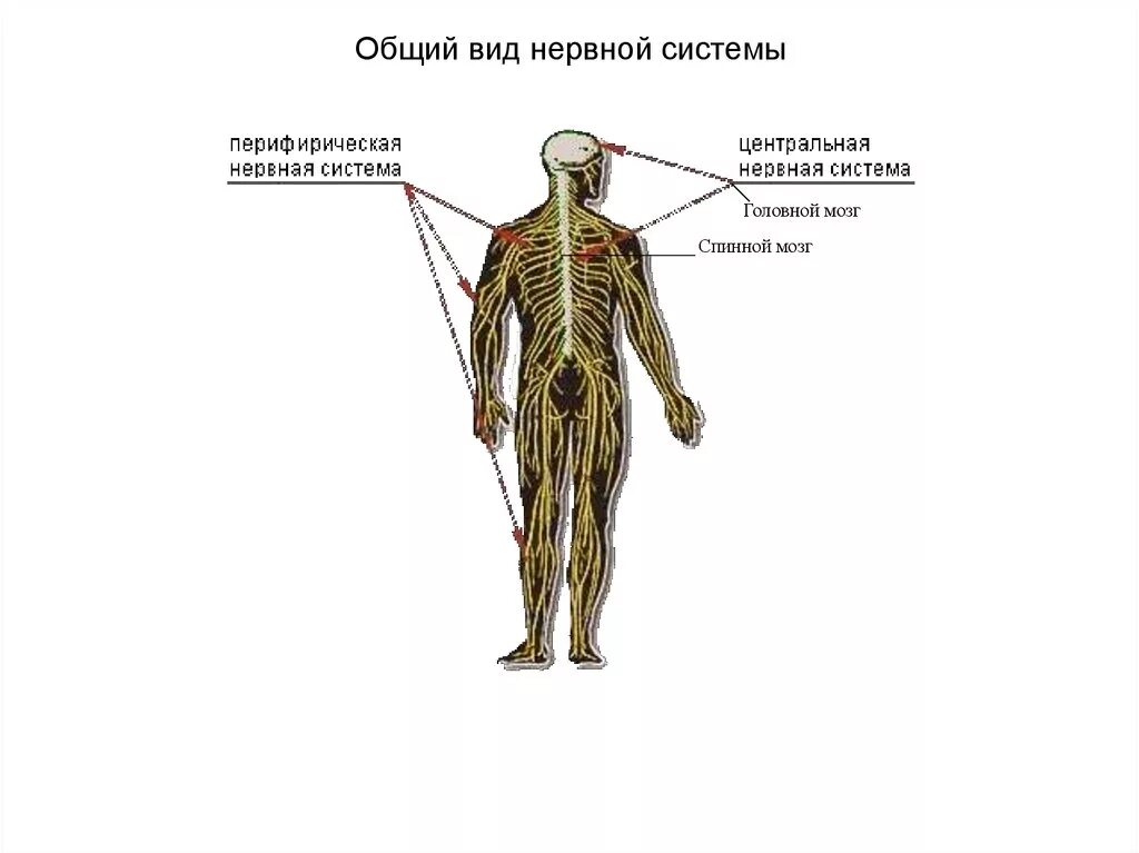 Представители трубчатой нервной системы. Виды нервной системы. Типы нервной системы человека. Трубчатая нервная система человека.
