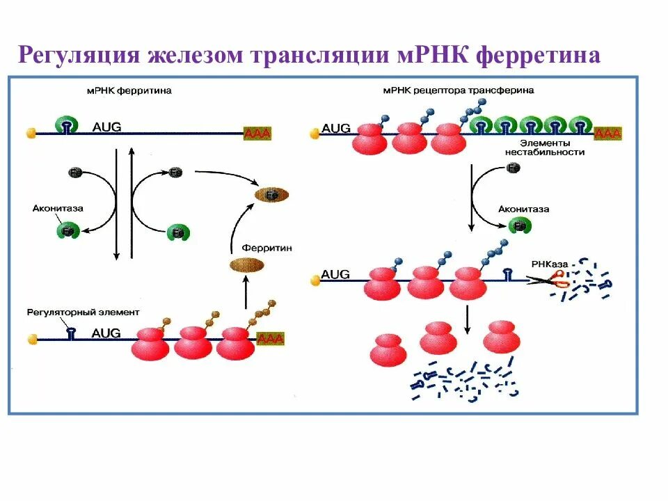 Механизм мрнк. Экспрессия генов это пцр. Этапы экспрессии генов трнк. Регуляция экспрессии генов на уровне трансляции. Экспрессия мрнк.