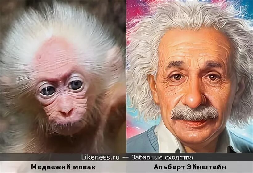Чуть чуть был похож. Люди похожие на Эйнштейна. Обезьяна Эйнштейн. Актёр похожий на Энштейна кудрявый. Обезьяна похожая на Эйнштейна.