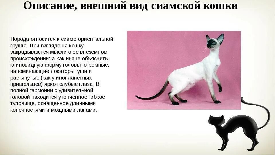 Сиамская кошка описание породы. Описать внешний вид кошки. Сиамская кошка внешний вид. Редкие породы кошек описание. Рассмотрите фотографию кошки породы