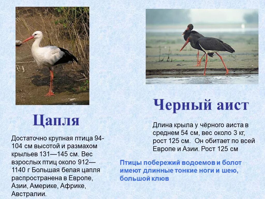 Чем отличается аист от цапли. Цапля и аист. аист и цапля различия. цапля аист журавль. отличие цапли от аиста.