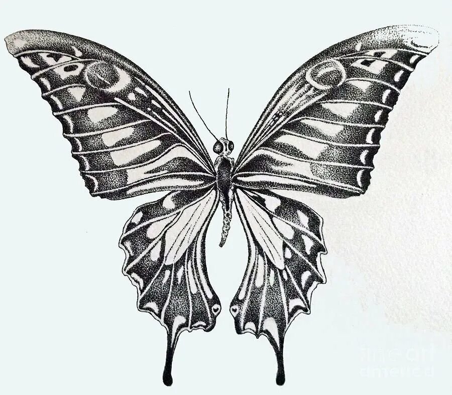 Зарисовка бабочки. Бабочка тату эскиз. Бабочка рисунок карандашом. Красивая бабочка рисунок. Красивые бабочки карандашом