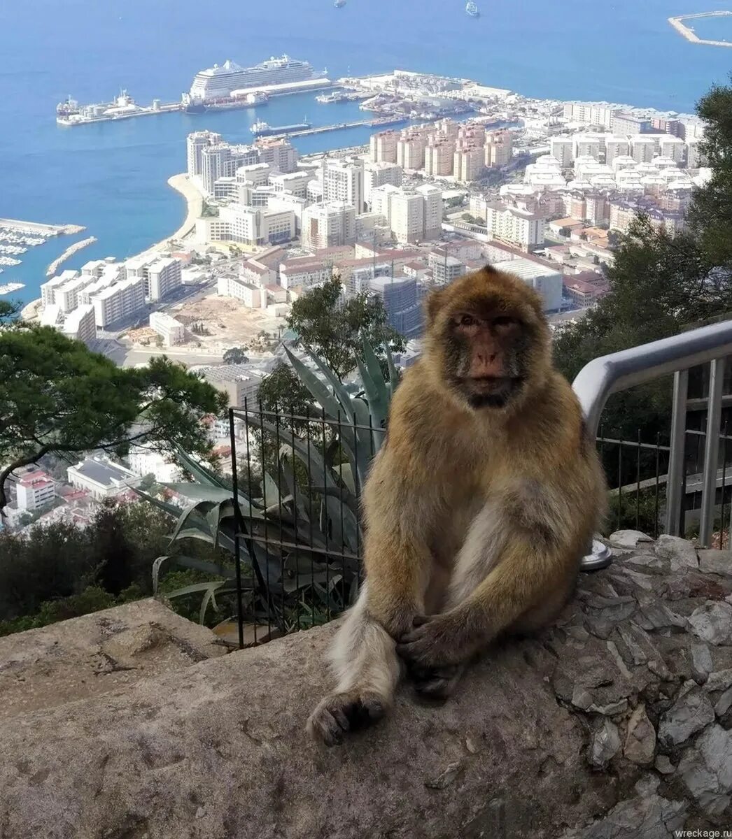 Скала обезьяна. Маготы Гибралтара. Гибралтар обезьяны маготы. Гибралтарская скала Гибралтар макаки. Макак магот.