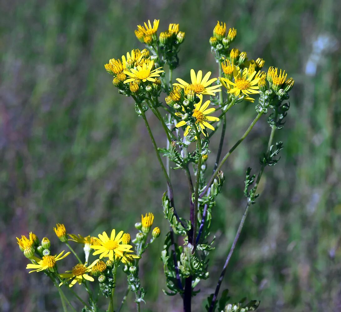 Крестовник Senecio jacobaea. Якобея обыкновенная, крестовник. Крестовник Луговой (Senecio jacobaea l.). Крестовник обыкновенный (Senecio vulgaris).