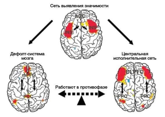 3 сети мозга