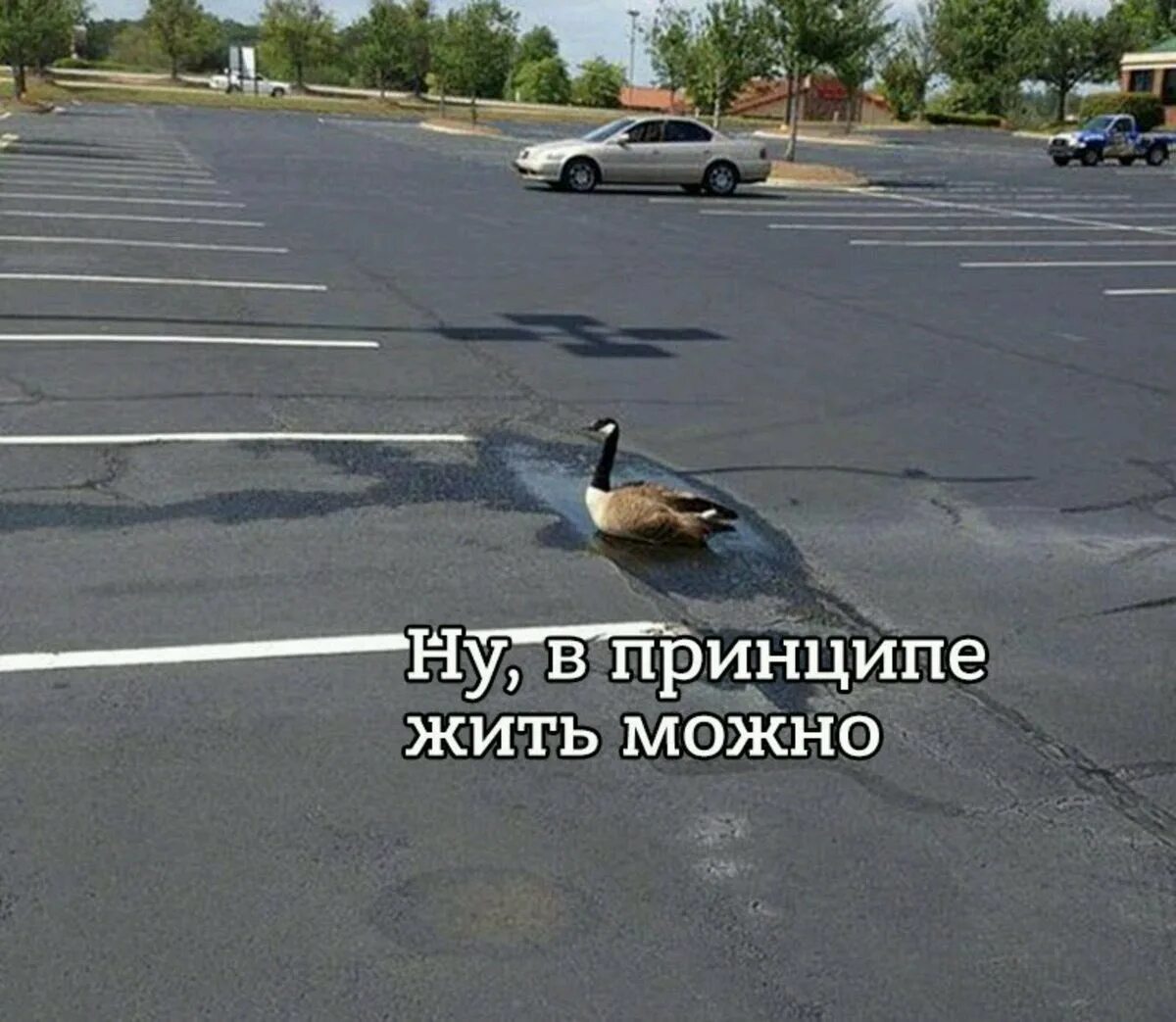 Тоже жить можно. Жить можно. Ну в принципе жить можно. В принципе жить можно Мем. В принципе могу.