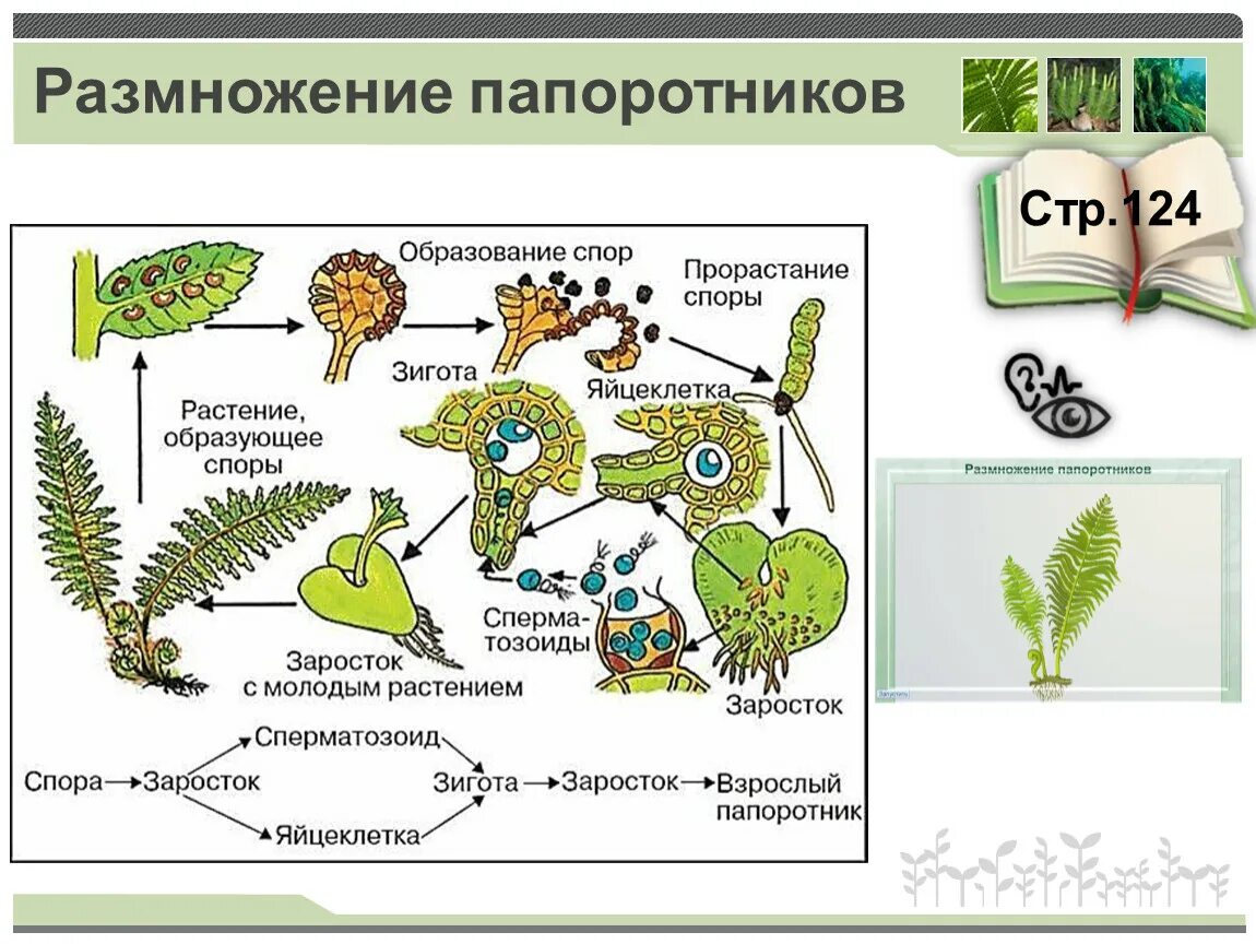 Размножение папоротников 6 класс биология. Размножение папоротников схема. Схема размножения папоротника 6. Размножение папоротниковидных схема.