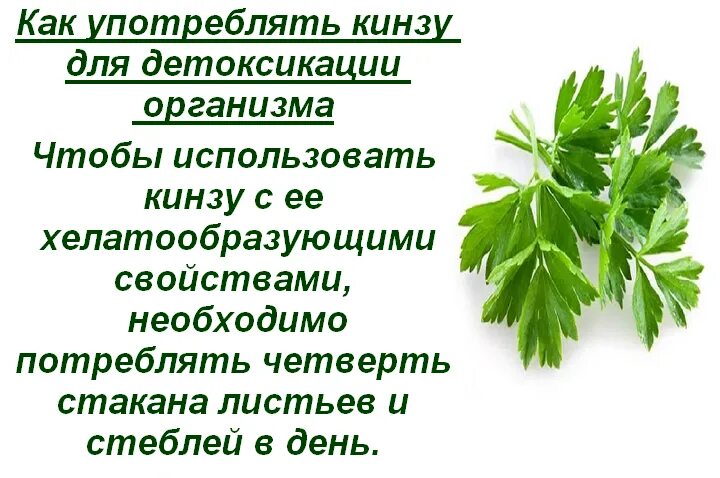 Чем полезна кинза для организма. Полезная зелень для организма человека. Настойка кинзы. Чем полезна кинза зелень для организма человека.