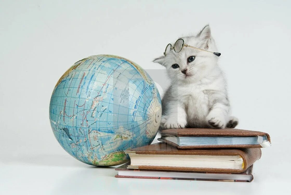 Кот с глобусом. Котенок с глобусом. Котёнок с книжкой. Коты и география.